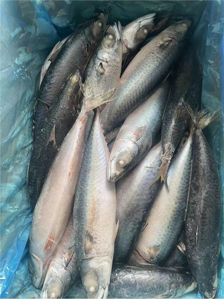 Factory Direct Supply Frozen Saba