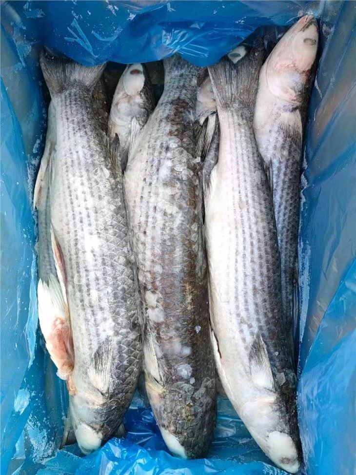 Frozen Grey Mullet Gutted