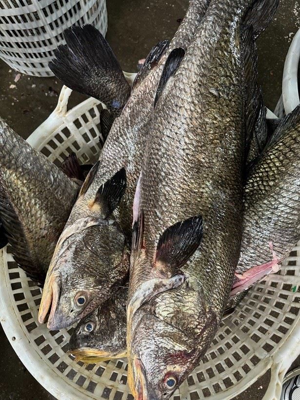 Frozen Brown Croaker Gutted
