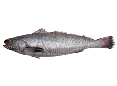 منجمد براؤن ملوائے گٹڈ